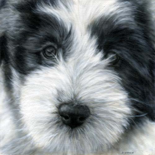 Bearded Collie (Beardie) puppy painting