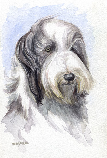 Beardie (Bearded Collie) painting