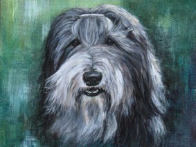 Bearded Collie (Beardie) painting commission