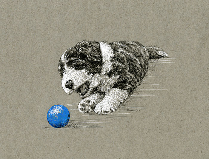 9. Beardie Pup with Blue Ball