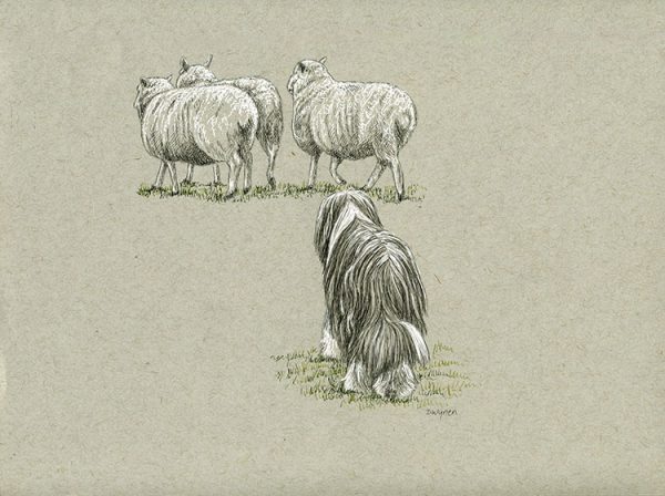 17. Beardie Herding Sheep