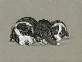 Bearded Collie (Beardie) puppies pen/ink drawing