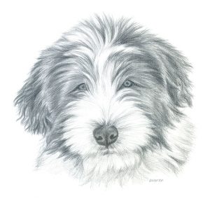 Silverpoint drawing of a Bearded Collie (Beardie) puppy