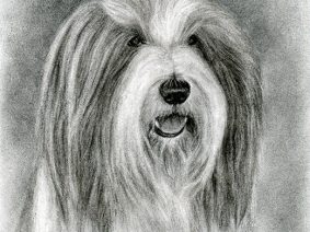 Bearded Collie (Beardie) charcoal drawing