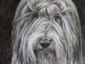 Bearded Collie (Beardie) drawing