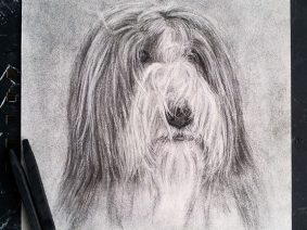 Bearded Collie (Beardie) Drawing