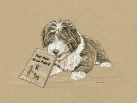 Beardie Pup Drawing