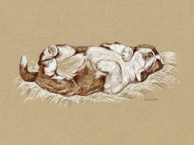 Beardie Puppy Drawing